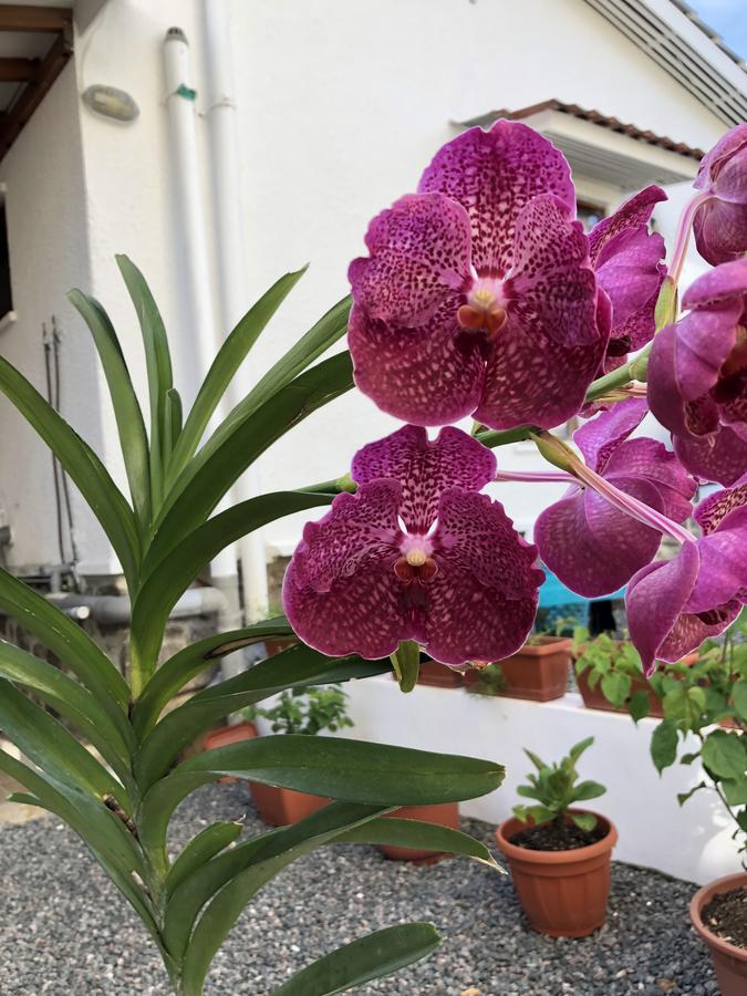 Flower Garden Self-Catering Apartments Beau Vallon  Exterior foto