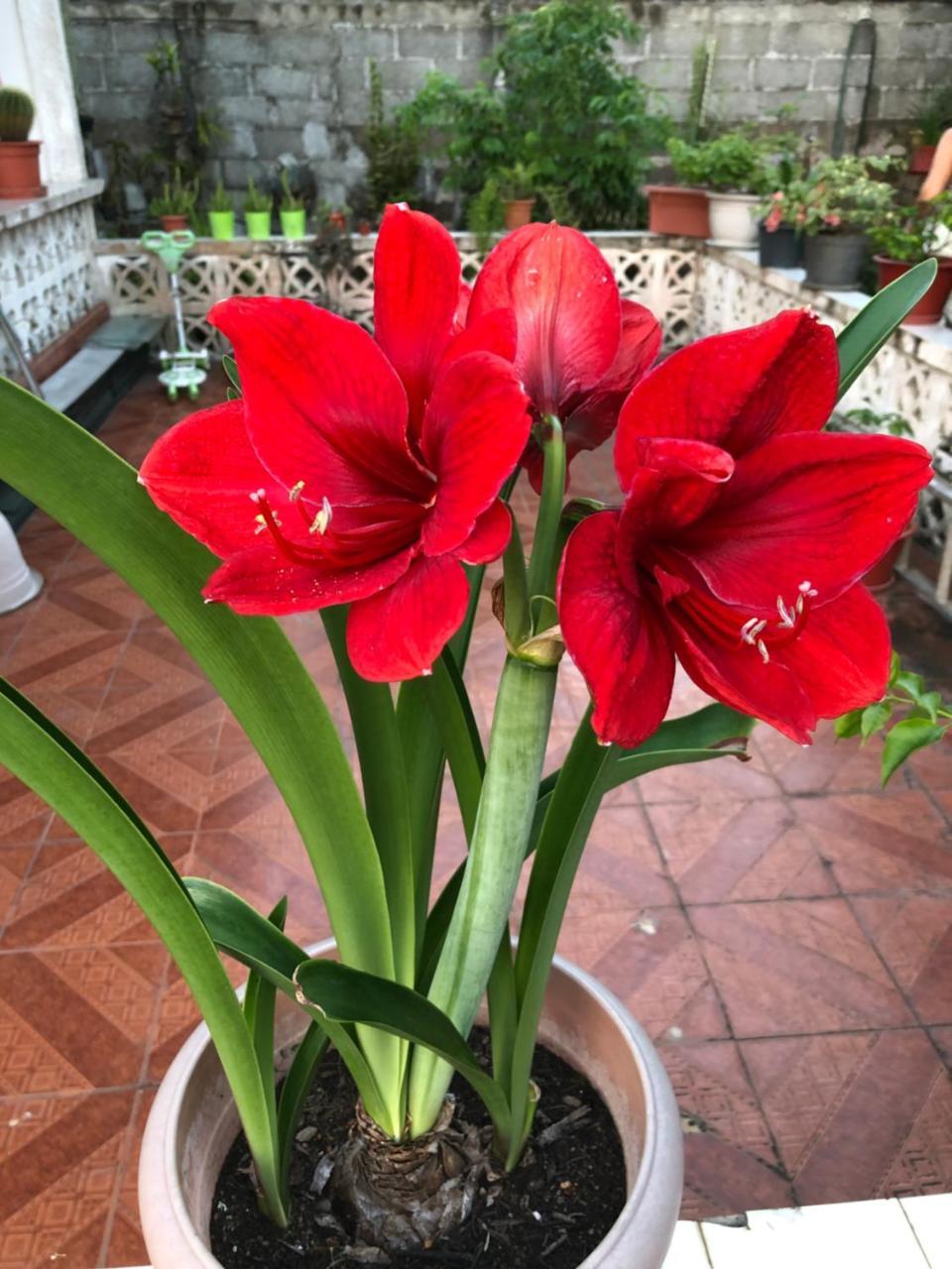 Flower Garden Self-Catering Apartments Beau Vallon  Exterior foto