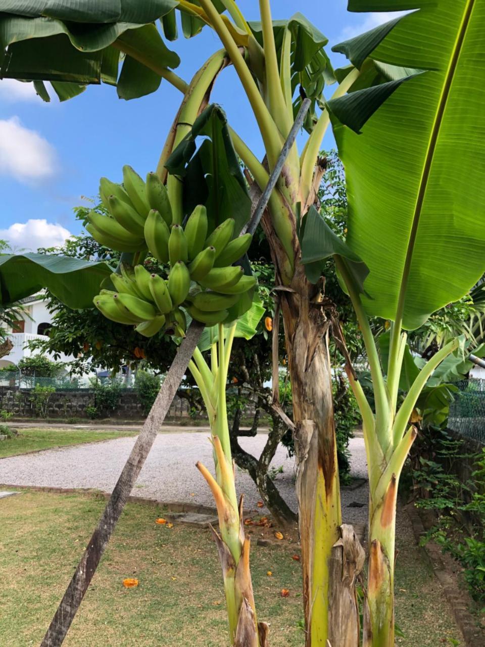 Flower Garden Self-Catering Apartments Beau Vallon  Exterior foto